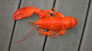aaa lobster