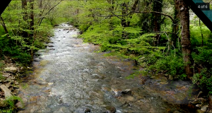 Pacolet River.....in spring